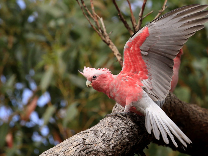 КРАСАВЦЫ КАКАДУ. смотреть онлайн