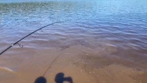 Рыбалка на реке Алдан. Поймали много щук