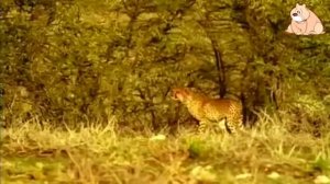 Первозданная природа. Этоша. Дикая Пустыня Африки.