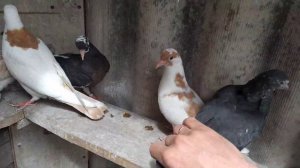 Мои малыши (будущие лётчики).My kids, Baku pigeons.