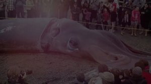 Кракен — миф или реальность