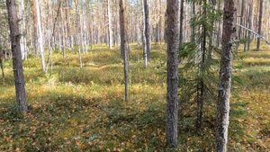 Охота на глухаря с карельской лайкой .Сентябрь 2023г.