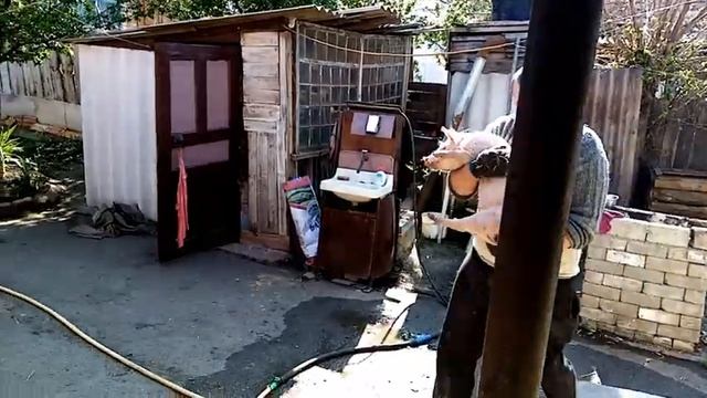 Обзор поросят,взвешивание . порода Петрен+Ландрас