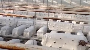 Калужский субстрат, выращивание вешенки в теплице из инкубированного субстрата