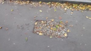 Чистка ливневки.