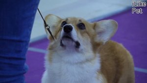 Как ухаживать за вельш-корги?