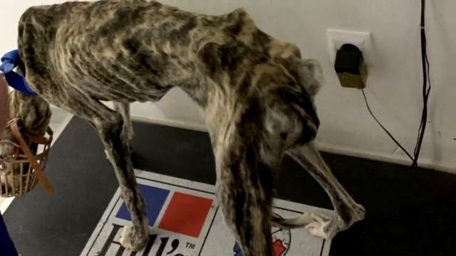 Собака лежала и не двигалась ,она была без сил смотреть онлайн