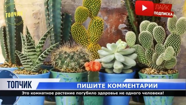 Это комнатное растение погубило здоровье не одного человека! Люди по-прежнему тащат его в дом... смотреть онлайн