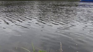 РЫБАЛКА НА КАНАЛЕ ИМЕНИ МОСКВЫ.  КАК ПОЙМАТЬ ОКУНЯ НА ДОНКУ