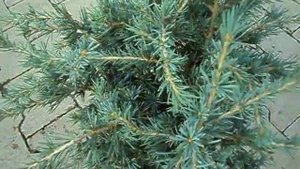 Cedrus deodara Blue Globe