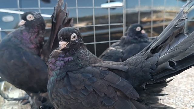 Птичий рынок??24.09.2023. г.Кропоткин /Обзор птиц / Цены смотреть онлайн