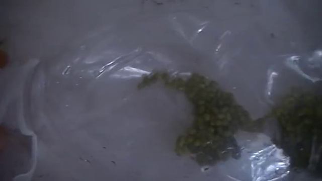 ИСПОЛЬЗУЮ ПЛАСТИКОВУЮ  БУТЫЛКУ ДЛЯ ПРОРАЩИВАНИЯ МАША ДЛЯ ЕДЫ И ПОШАГОВО 15.03.2019