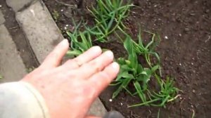 ПОДСЕВАЕМ АПРЕЛЬСКИЙ ЛУК, Сеем лук Батун