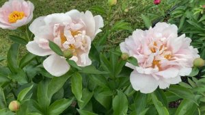 2021 Bloom Season - Pink Vanguard (Seidl/Hollingsworth, 2005)
