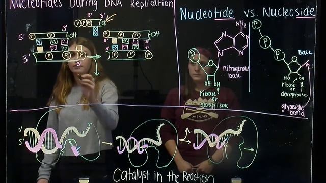 How Nucleoside Triphosphates Provide Energy for DNA Replication (BIOS 041) смотреть онлайн