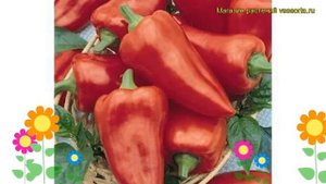 Перец сладкий Богатырь. Краткий обзор, описание характеристик, где купить саженцы, семена Bogatyr