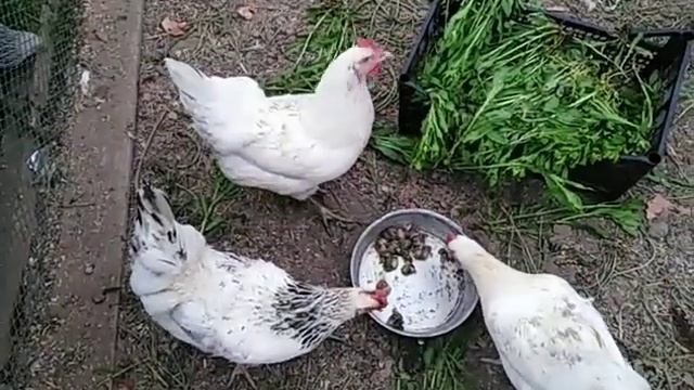 Куры несушки, яйценоскость перепелок во время линьки, цыплята ????⛈️