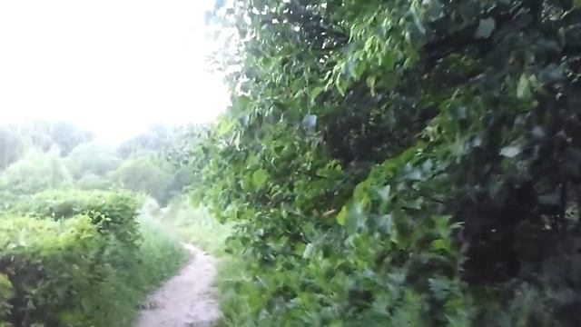 Кирилл Репьев. Прекрасное летнее утро в Москве. Beautiful forest in Moscow смотреть онлайн