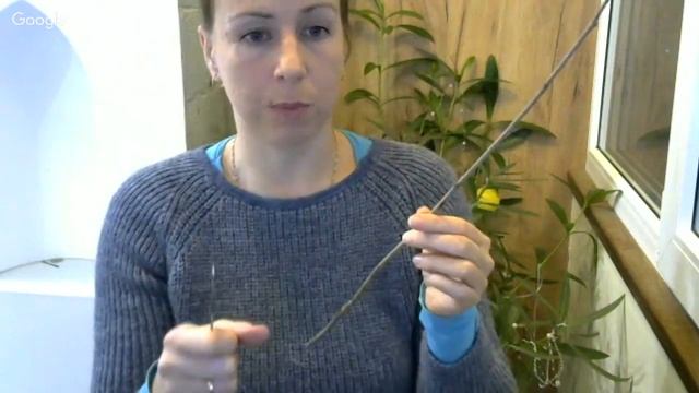 Мастер-класс "Прививка растений" смотреть онлайн