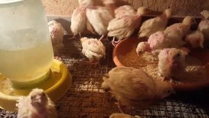 Почему перепелята полу лысые .И ,что делать.