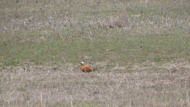 красная утка, огари! смотреть онлайн