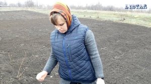 гипсофила выращивание семена гипсофилы использование гипсофилы  огород сад розарий цветник