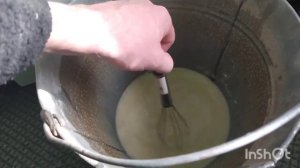 //Выпойка месячного теленка/перевожу на ЗЦМ//