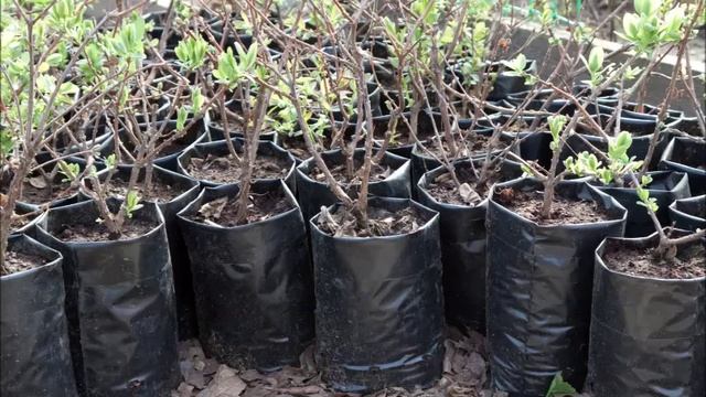 ВЫРАЩИВАНИЕ ГОЛУБИКИ В ГОРШКАХ смотреть онлайн