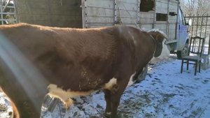 Чечня скотный рынок Урус-мартан , КРС 27.12.20г
Cattle market sheep, goats cows, steers, Chechnya