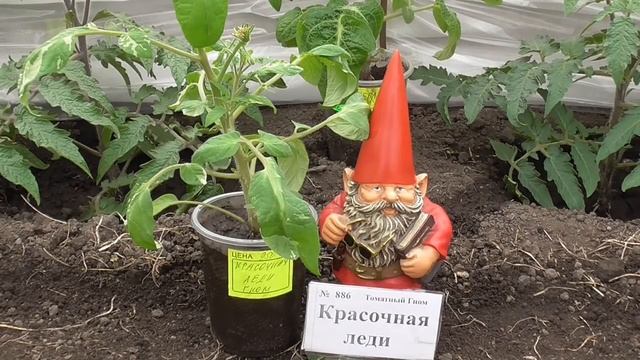 Самый необычный Томатный Гном этого года - Красочная леди.