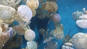 Pleanty of Jellyfishes in Aquarium