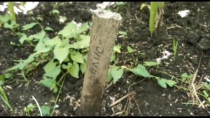 Обзор гибридов подсолнечника euralis  Белгород ЕС САВАНА Янис Новамис Генералис euralis.russia