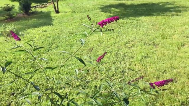 Буддлея Royal Red. Загородная жизнь. смотреть онлайн