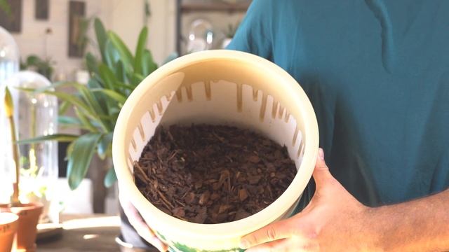 Repotting My Clivia Miniata (Fire Lily)! Clivia Plant Care Indoors, Soil Mixture, Dormancy + More!