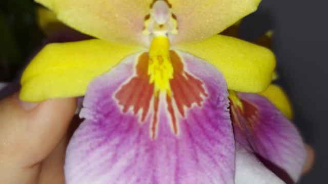 Miltonia Sunset! смотреть онлайн