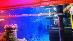 Светодиодная подсветка аквариума своими руками!