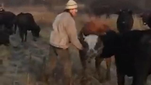 Пастух знает как удовлетворить корову смотреть онлайн