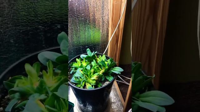 Как зимуют мои эустомы смотреть онлайн