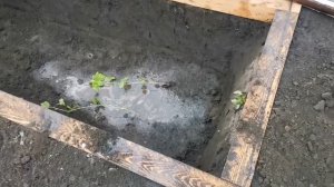 Как посадить виноград в траншею
