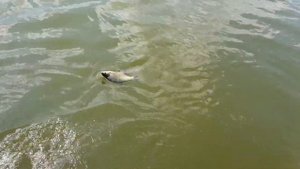 На рыбалку не собирались...На Цимлянке !!!