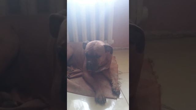 Собака поет под гитару смотреть онлайн