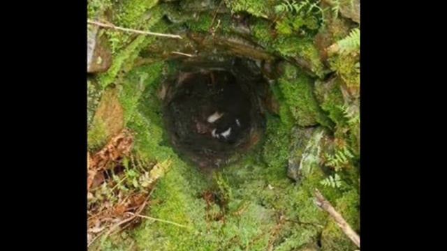 Щенок, упавший в колодец, с надеждой смотрел вверх смотреть онлайн