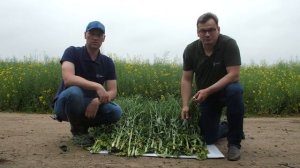 Озимый рапс: технология возделывания и защиты. Дни Поля - 2020.