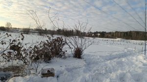 Fishing for goldfinches,ловля щеглов 26.01.2024.