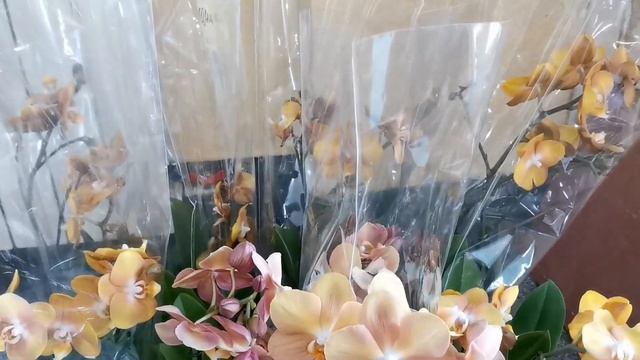 Бабочки, пелорики, Kaoda, Leco Fantastic, Liodoro в свежем завозе орхидей Экофлоры г. Омск. смотреть онлайн