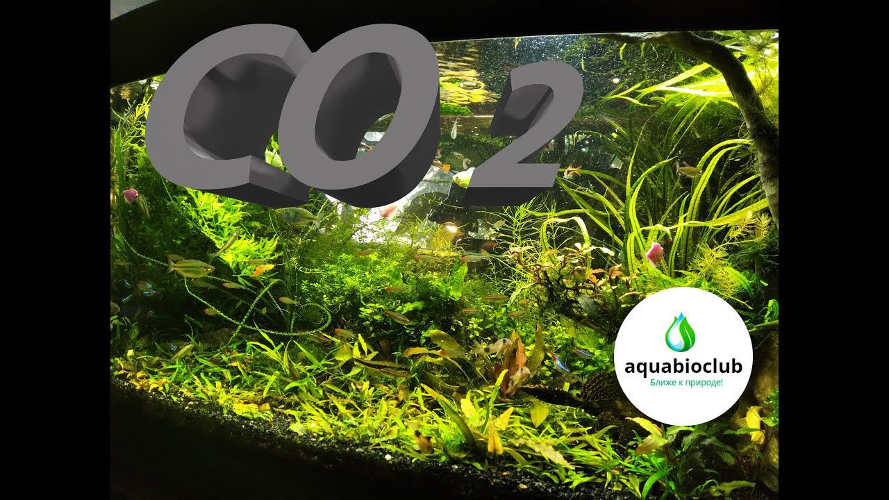 Все о #СО2 в #аквариуме. Аквариум #травник без СО2, возможно!? смотреть онлайн