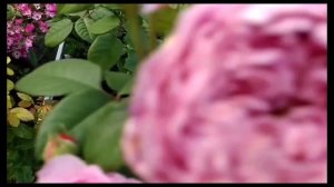 Розы. Необычные, обильно цветущие розы в моем саду.