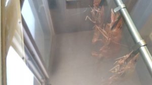 Большие копченные КРИВЕТКИ! Закоптил электростатикой на балконе за 8 минут!