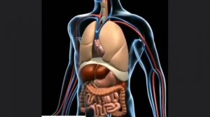 Что такое   кордицепс?   какой   вид  самый лучший? Смотреть до конца)