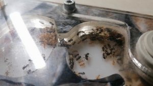 ДВА ВИДА муравьев в ОДНОЙ колонии. Поднятие lasius umbratus. Желтый пахучий муравей